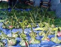 Daging Kurban Dibungkus Pelepah Pinang Juga Daun Pisang