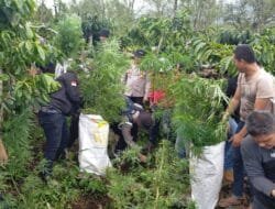 Polres Lahat Ungkap Lahan Ganja Seluas 1,5 Hektar