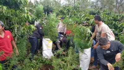 Polres Lahat Ungkap Lahan Ganja Seluas 1,5 Hektar