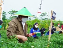 Panen Cabai Lado Bersama Petani OKU Timur 