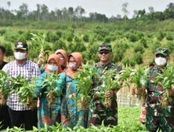 Panen Perdana Sayuran di Agrowisata dan Launching Wifi Gratis