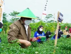 Berawal Coba-Coba, Kini Wujudkan Kemandirian Pangan Halaman Rumah