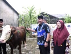 Hari Raya Idul Adha 1444 H, Gubernur Herman Deru Serahkan Sapi Qurban ke Sejumlah Masjid 