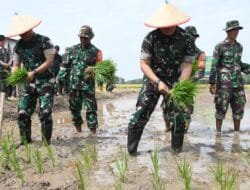 Menggapai IP 300, Danrem 044/Gapo Tanam Padi di Lahan Opla OKU Timur 