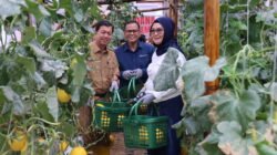 Kelompok Pembibitan Eco Agrotomation Binaan Bukit Asam Panen Perdana Melon Premium