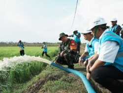 Dukung Pengembangan Pertanian di Merauke, PLN Listriki Area Sawah Garapan Kementan-TNI