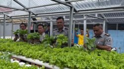 Komitmen Program Ketahanan Pangan, Karutan Kelas I Palembang Tinjau Panen Sayur Hidroponik