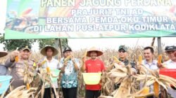 Bupati OKU Timur Hadiri Panen Raya Perdana Jagung di Desa Sabalio, Bunga Mayang