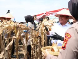 Panen Raya Jagung Polda Sumsel, Produksi Capai 8 Ton Per Hektar