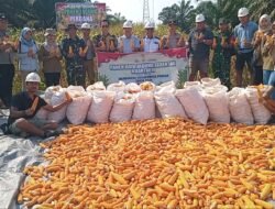 Kapolsek Pangkalan Balai Pimpin Panen Jagung di Lahan PT SMS