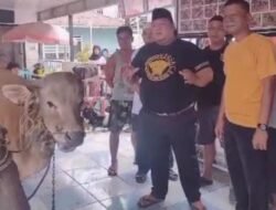 Gubernur dan Wagub Sumsel Sumbang Sapi Kurban Lewat KARB