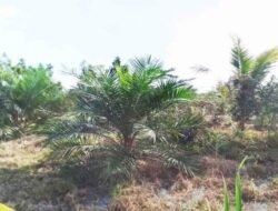 Diduga Alih fungsi Lahan Pertanian, Kades Pulau Gemantung Tutup Mata