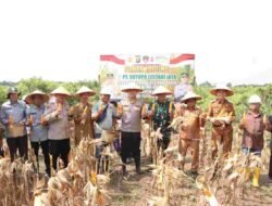Polres Banyuasin dan PT SLJ Sukses Panen Jagung, Kapolres Tegaskan Pentingnya Keberlanjutan