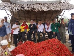 Panen Perdana Cabai, Wabup Banyuasin Netta Apresiasi Program Pemanfaatan Lahan