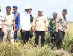 Terus Genjot Lumbung Pangan, Banyuasin Panen Raya IP 200 Bersama Gubernur Sumsel di Karang Agung Ilir