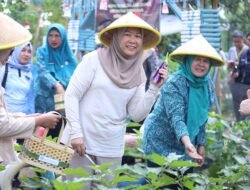 Panen Cabai dan Sayuran di Talang Jambe Wujudkan Kemandirian Pangan