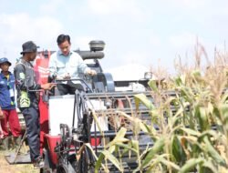 Wapres Gibran Panen Raya Jagung di Banyuasin, Sumsel Siap Jadi Lumbung Pangan Nasional