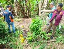 Terulang, Warga OKU Selatan Geger Penemuan Kerangka Manusia Tanpa Identitas di Kebun Pisang