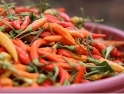 Panen Cabai dan Kerja Sama Bisnis, Transformasi PETI di Desa Darmo Tunjukkan Hasil Nyata