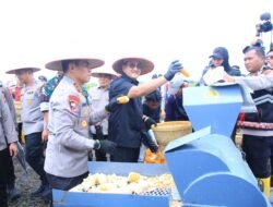 Panen Jagung Serentak, Polri Dorong Ketahanan Pangan di Sumsel