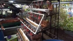 Berkat Dukungan PT Bukit Asam, Usaha Ternak Ayam Petelur Pasti Gemilang Kian Berkembang