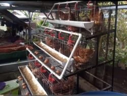 Berkat Dukungan PT Bukit Asam, Usaha Ternak Ayam Petelur Pasti Gemilang Kian Berkembang