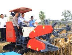Panen Raya Jagung di OKU Selatan, Cik Ujang Tegaskan Sumsel Siap Jadi Penopang Ketahanan Pangan Nasional