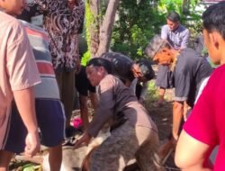 Idul Adha 1447 H, Warga Karya Jaya Sembelih 2 Sapi dan 5 Kambing Kurban