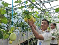 Panen Melon SAE, Rutan Kelas I Palembang Wujudkan Pembinaan Produktif dan Dukung Ketahanan Pangan
