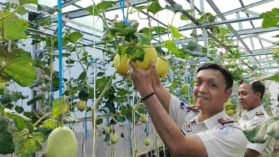 Panen Melon SAE, Rutan Kelas I Palembang Wujudkan Pembinaan Produktif dan Dukung Ketahanan Pangan