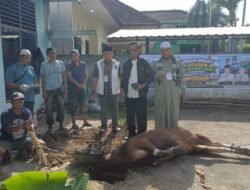 PWI Sumsel Sembelih 4 Ekor Sapi dan 1 Kambing pada Idul Adha 1447 H