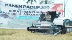 Bupati Askolani Panen Padi IP200 di Air Salek, Tegaskan Banyuasin Terus Perkuat Posisi Lumbung Pangan Nasional