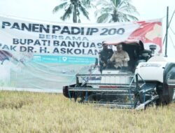 Bupati Askolani Panen Padi IP200 di Air Salek, Tegaskan Banyuasin Terus Perkuat Posisi Lumbung Pangan Nasional