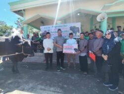 Bupati OKU Selatan Serahkan Sapi Banmas Presiden RI Berbobot Lebih dari 1 Ton di Pulau Beringin