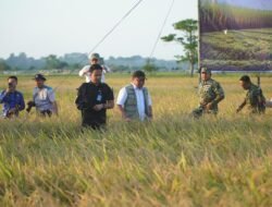 Panen Raya TNI di OKI, Herman Deru Dorong Kolaborasi TNI-Polri dan Petani Wujudkan Swasembada Pangan