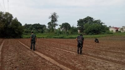 TMMD ke 129 Kodim 0418/Palembang Siapkan Lahan Kurang Lebih Satu Hektare untuk Budidaya Sawi dan Pakcoy di Kelurahan Talang Jambi