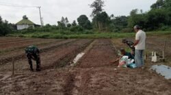 Warga Sambut Gembira Pemanfaatan Lahan Pertanian TMMD ke-129 Kodim 0418/Palembang