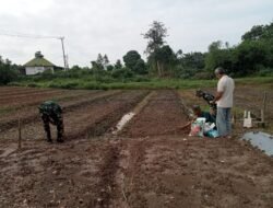Warga Sambut Gembira Pemanfaatan Lahan Pertanian TMMD ke-129 Kodim 0418/Palembang