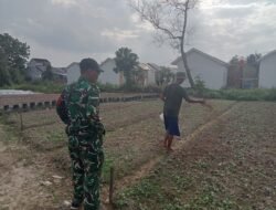 TMMD Kodim 0418/Palembang Garap Lahan Pangan Terpadu, Perkuat Swasembada di Talang Jambe