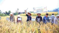 Di Semende, Herman Deru Dorong Inovasi Padi Lokal, Setujui Bantuan Traktor