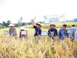 Di Semende, Herman Deru Dorong Inovasi Padi Lokal, Setujui Bantuan Traktor