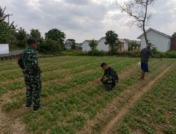 Dari Talang Jambe, TMMD Ke- 129 Kodim 0418/Palembang Bangun Pondasi Swasembada Pangan Berbasis Masyarakat