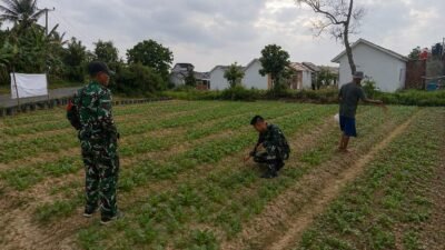 Dari Talang Jambe, TMMD Ke- 129 Kodim 0418/Palembang Bangun Pondasi Swasembada Pangan Berbasis Masyarakat