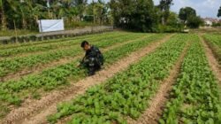 Ketahanan Pangan Jadi Fokus TMMD Ke-129, Satgas Kodim 0418/Palembang Turun Langsung Dampingi Petani