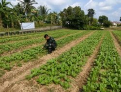 Ketahanan Pangan Jadi Fokus TMMD Ke-129, Satgas Kodim 0418/Palembang Turun Langsung Dampingi Petani