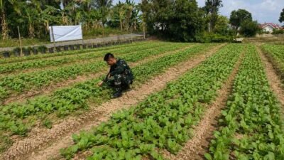 Ketahanan Pangan Jadi Fokus TMMD Ke-129, Satgas Kodim 0418/Palembang Turun Langsung Dampingi Petani