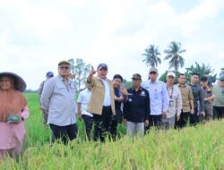 Herman Deru Bidik Produksi Gabah Sumsel 5 Juta Ton Lewat Percepatan IP 300