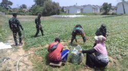 Panen Sawi Warnai H+25 TMMD Kodim 0418/Palembang, Lahan Warga Mulai Berbuah