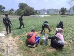 Panen Sawi Warnai H+25 TMMD Kodim 0418/Palembang, Lahan Warga Mulai Berbuah