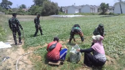 Panen Sawi Warnai H+25 TMMD Kodim 0418/Palembang, Lahan Warga Mulai Berbuah